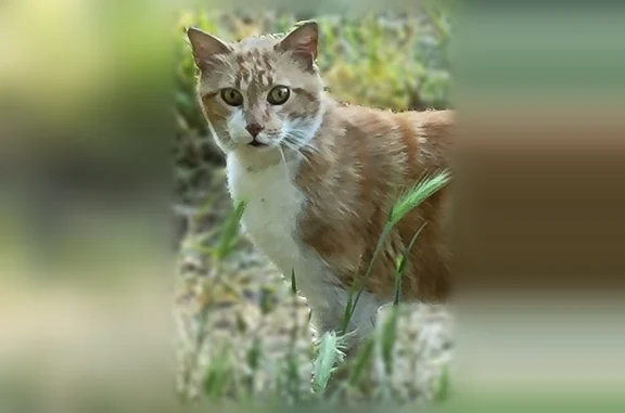 Chat trouvé, Chemin de Blazin,...