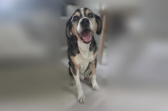 Chien trouvé mâle, Route de Ch...