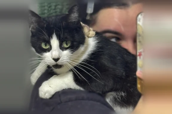 Spooky est un chat de maison noir et blanc de 4 ans. La dernière fois que je l’ai vue elle dormait sur le rebord de ma fenêtre (au premier étage) chose qu’elle a toujours fait depuis que je vis dans cet appartement. Je l’ai cherché pour la prendre dans mes bras avant de dormir et elle n’était plus là.