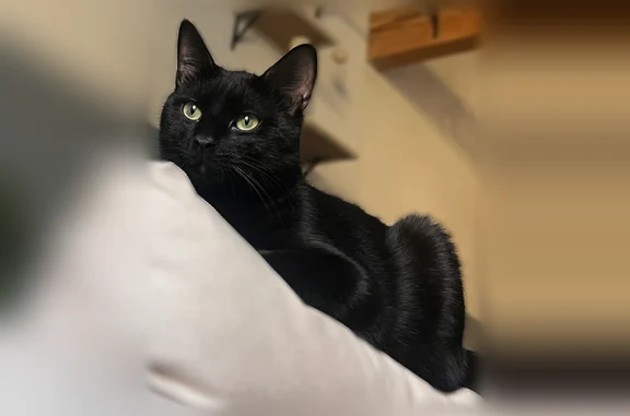 Chat perdu mâle, Rue Bachalas, 6, Nîmes - tout noir - photo