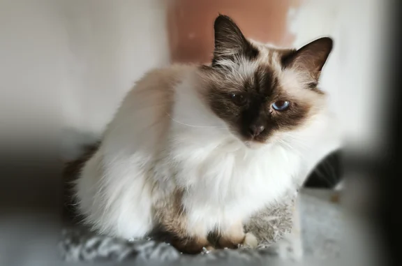 Chat perdu mâle, Rue des Buttes, 5, Fère-en-Tardenois - sacré de Birmanie - photo