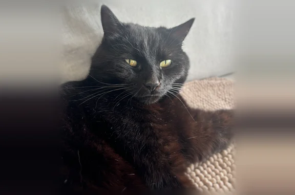 Perdu chat mâle, Rue de Port Nabat, 31, Vannes, Paris - noir, yeux verts/jaunes - photo