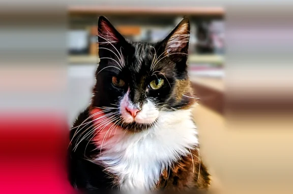 Animaux perdus et trouvés Fonsorbes, photo: Perdu chat mâle, Route de Fontenilles, 779, Fonsorbes - chaton de 8 mois