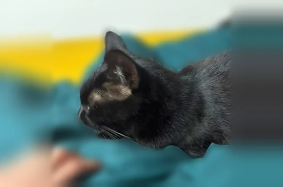 Animaux perdus et trouvés Soustons, photo: Chat perdu, Allée de la Cantere, 5000, Soustons - femelle