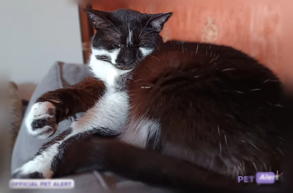 Chat perdu mâle, Rue d'Etampes, 26, Chartres - noir et blanc, aveugle - photo