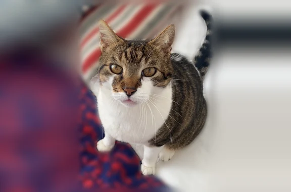 Animaux perdus et trouvés Saint-Rémy-lès-Chevreuse, photo: Chat perdu mâle, Avenue Guy de Coubertin, 98, Saint-Rémy-lès-Chevreuse - collarette vétérinaire