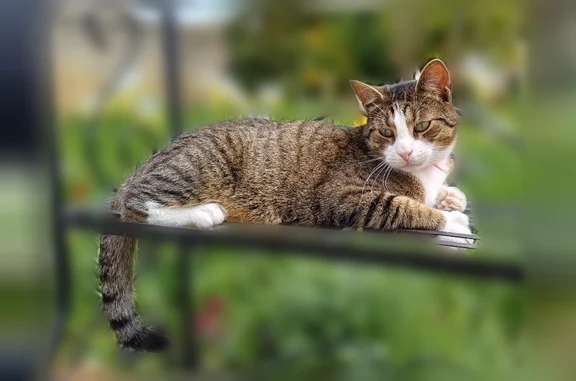 Animaux perdus et trouvés Bernières-sur-Mer, photo: Chat perdu mâle, Rue du Général Leclerc, 336, Bernières-sur-Mer - tigré et blanc, saute mal