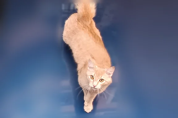 Chat trouvé mâle, Impasse Cour...