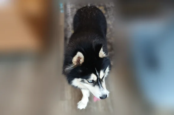 Found dog Nashville, photo: Found dog, Travis Drive, 4070, Nashville