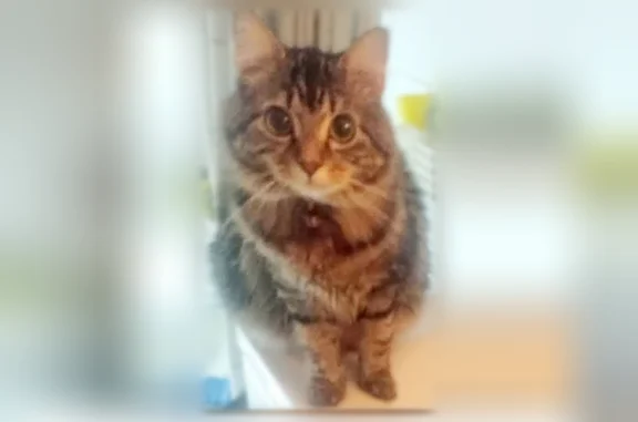 Missing cat Female, New York (usl539820) - photo