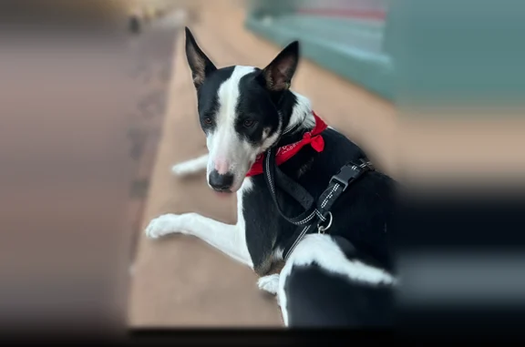 Lost dog, South Tuttle Avenue, Southgate, Sarasota - male black and white shepherd - photo