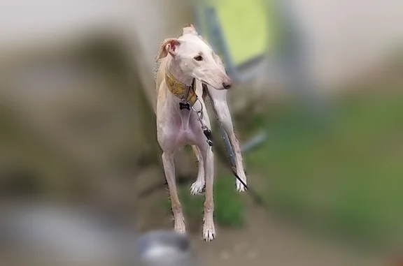Chien perdu, femelle, Sainte-Flaive-des-Loups — collier jaune, très craintive - photo