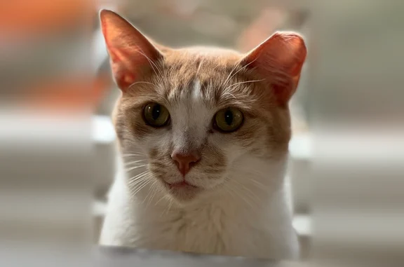Lost cat, Evans Ridge Drive, Atlanta - male, orange and white shorthair, snaggle tooth - photo