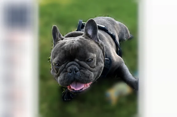 Lost dog, West Oswego Avenue, 5370, Fresno - male - photo