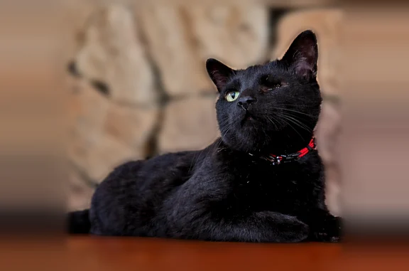 Lost cat, North Oakwood Drive, 36821, Lake Villa, Chicago — male, black short-haired, one eye, Chicago Cubs collar - photo