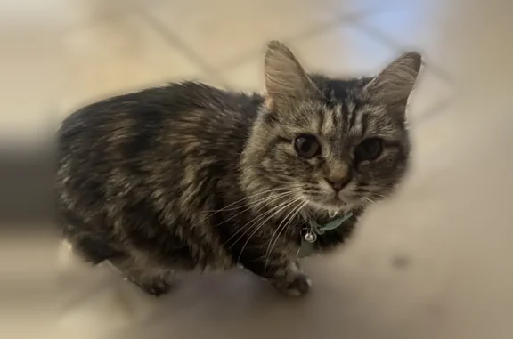 Lost cat, Candlewood Drive, 5702, Columbia - female - blue collar with name tag - photo