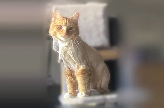 Lost cat, South 32nd Street, 3178, Milwaukee - male, recently groomed - photo