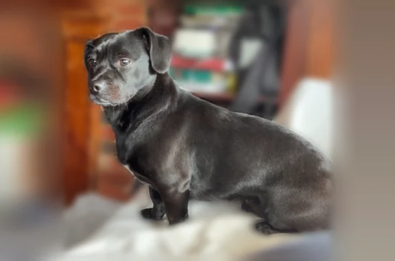 Missing dog Pittsburgh, photo: Lost dog, Jane Street, 2701, Pittsburgh - female, small weiner dog shape