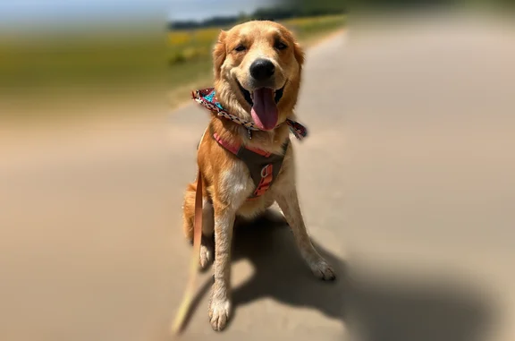 Lost dog, Ford Valley Road, 7272, Gadsden - female Great Pyrenees Boxer mix - photo