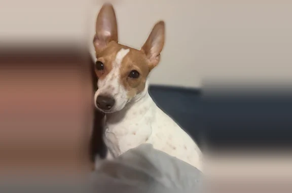 Lost dog, American Boulevard, Warner Robins, Alpharetta - white with light brown spots - photo