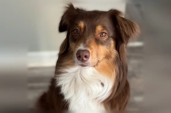 Lost dog, Spring Lane, 37440, Farmington Hills - female, tricolor - photo