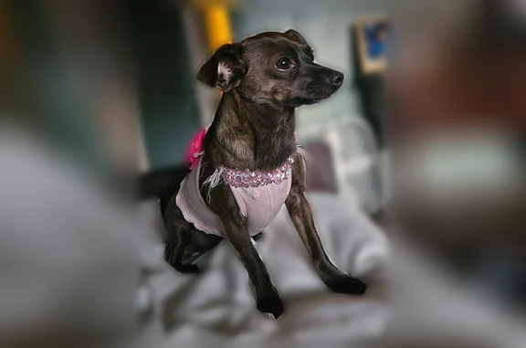Missing dog Arlington, photo: Lost dog, female, Gordon Street, Arlington - brown terrier, chihuahua mix, microchipped