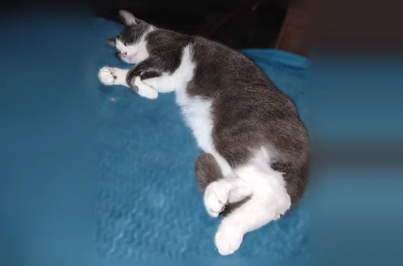 Animaux perdus et trouvés Hénin-Beaumont, photo: Chat perdu mâle, Rue Lazare Carnot, 409, Hénin-Beaumont - sociable avec l'humain