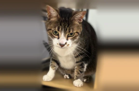 Animaux perdus et trouvés , photo: Chat perdu mâle, Villeurbanne - tigré et blanc, répond à son prénom Coyote