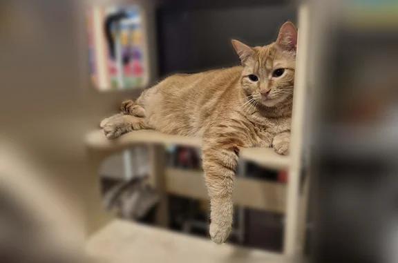 Lost cat, 17th Street Northeast, 604, Salem - petite female, green eyes - photo