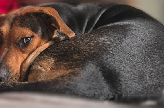 Missing dog Azusa, photo: Lost dog, female, South Prairie Avenue, 11025, Azusa - black/brown pit/Lab mix