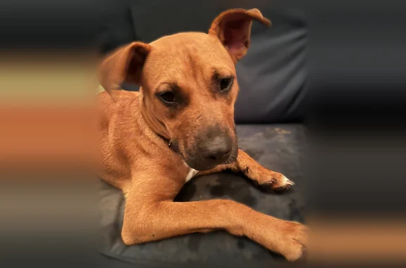 Found dog El Dorado, photo: Found dog, Lakeland Street, 2305, El Dorado - brown pit mix with a white spot on her neck