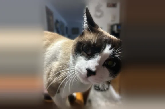 Missing cat Edmonds, photo: Lost cat, Sunnyside Boulevard, 3522, Marysville, Edmonds — male snowshoe, 2 years old