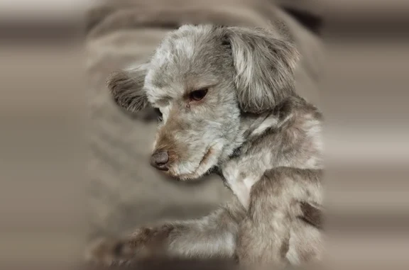 Chien perdu femelle, Le Gué de l'Épine, Le Val-Saint-Père - petit bichon gris à poil court - photo