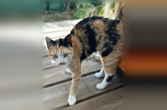 Chat trouvé femelle, Courée de...