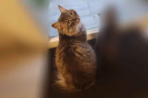 Perdu chat femelle, Rue Esclarmonde de Foix, 135, Béziers, Paris - stérilisée et pucée - photo