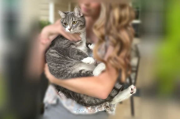 Lost cat, Walker Road, 1080, Byron - female, grey, chipped - photo