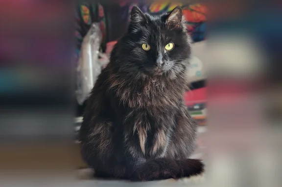 Missing cat Sparks, photo: Lost cat, Junction Peak Drive, 5575, Sparks - female, 15 years old