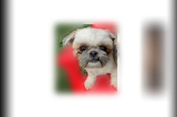 Lost dog, Burton Street, 2510, Stockton - female, small, fluffy, all brown - photo