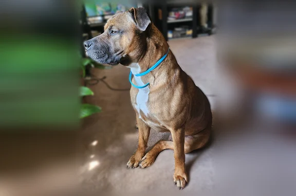 Lost dog, Outer Drive West, 8841, Detroit - male, brown with black face and white chest - photo