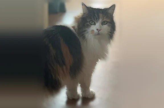 Chat perdu femelle, Rue du 11 Novembre, 25, Douai - très peureuse et calme - photo