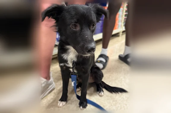 Lost dog, 8th Street, 6985, Lubbock - male, scar on his head - photo