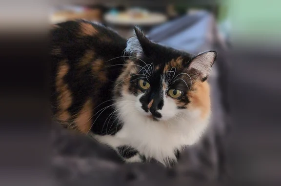 Chat perdu, Rue de la Chapelle, 390, Allinges - femelle isabelle 3 couleurs - photo