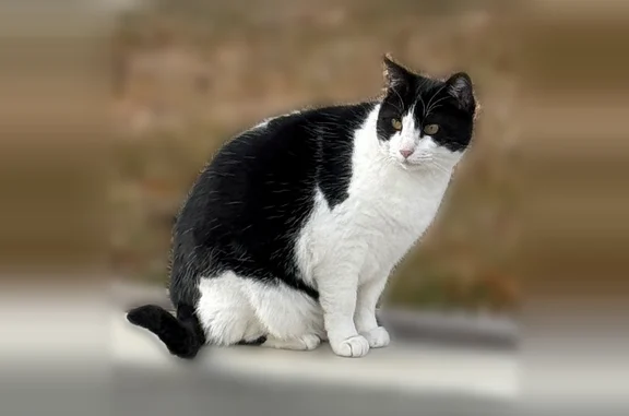 Lost cat, Sunset Drive, 2446, Lehi - female, black and white with yellow eyes - photo