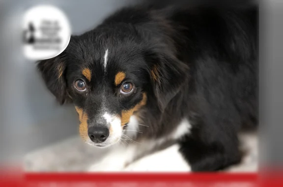 Lost dog, North 7th Avenue, 400, Brighton - female Mini Australian Shepherd with a collar and short red leash - photo
