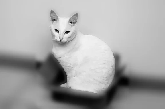 Lost cat, Vista Del Mar, 12001, Los Angeles — all-white female cat with green eyes - photo