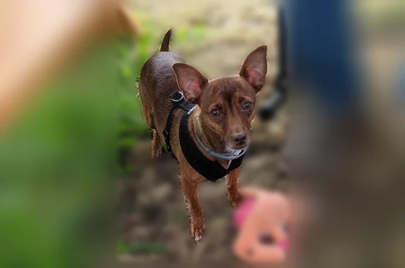 Lost dog, Northeast Anna Avenue, Hillsboro, Portland - female golden brown chihuahua mix - photo