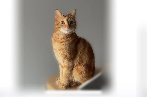 Animaux perdus et trouvés Amiens, photo: Chat perdu, Rue de L'Abreuvoir, Vitry-en-Artois, Amiens — mâle, castré et pucé