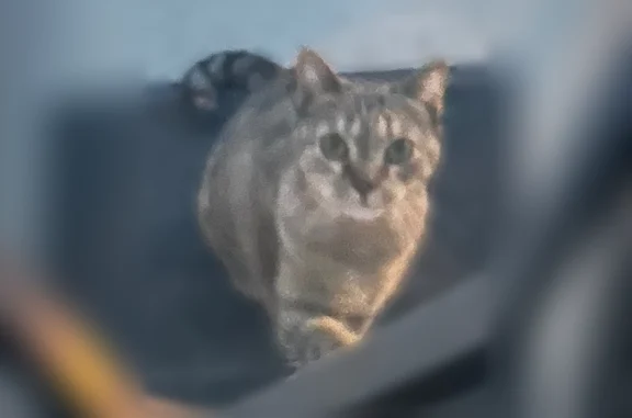 Chat trouvé, Chartres - femell...