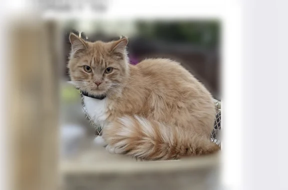 Missing cat Male, Colorado Springs (usl539872) - photo