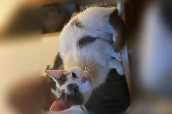 Chat trouvé, Rue Odet de Châti...